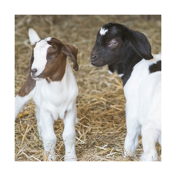 Goat Adoption