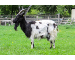 Adopt our herd of Bagot Goats for 1 year