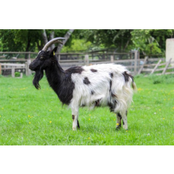 Adopt our herd of Bagot Goats for 1 year