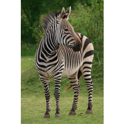 Hartmann's mountain zebra - Goya