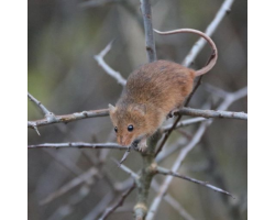 Adopt our Colony of Harvest Mice for 1 year
