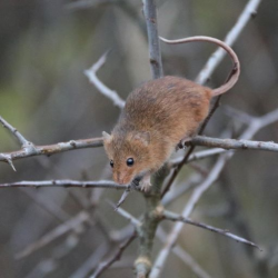 Adopt our Colony of Harvest Mice for 1 year