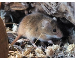 Adopt a Colony of Harvest Mice for a Child (Under 16)