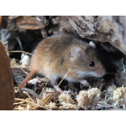 Adopt a Colony of Harvest Mice for a Child (Under 16)