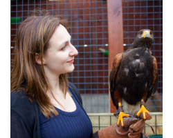 Bird of Prey Experience for 1