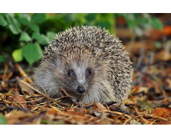 Adopt an Array, a Usage or a Prickle of Hedgehogs for a Child (Under 16)