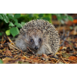 Adopt an Array, a Usage or a Prickle of Hedgehogs for a Child (Under 16)