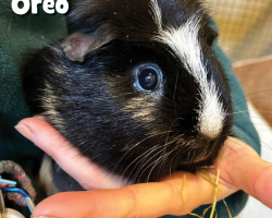 Guinea Pig Donation