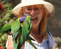 Lorikeet Donation