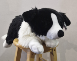 Large Border Collie