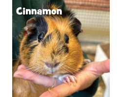 Guinea Pig Donation