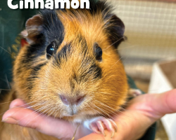 Guinea Pig Donation