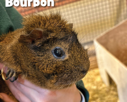 Guinea Pig Donation