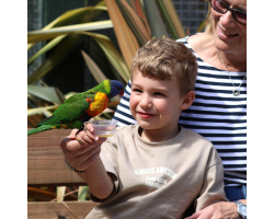 Lorikeet Donation