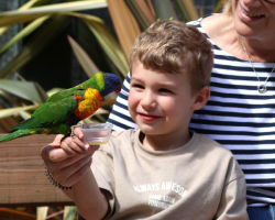 Lorikeet Donation