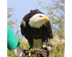 Dakota the Bald Eagle and birds of prey Donation