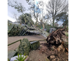 Damage from Storm Goretti