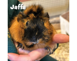 Guinea Pig Donation