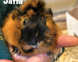 Guinea Pig Donation