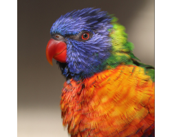 Lorikeet Donation