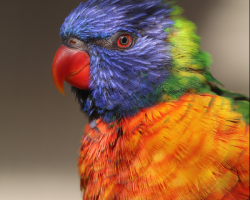 Lorikeet Donation