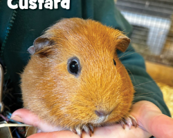 Guinea Pig Donation