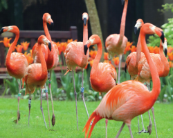 Flamingos Garden Room - Bigger Donation