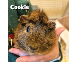 Guinea Pig Donation