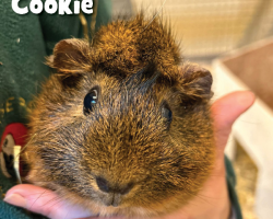 Guinea Pig Donation