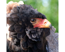 Dakota the Bald Eagle and birds of prey Donation