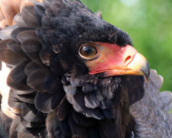 Dakota the Bald Eagle and birds of prey Donation