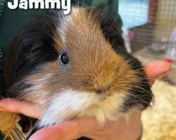 Guinea Pig Donation