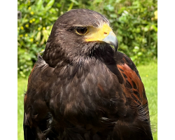 Dakota the Bald Eagle and birds of prey Donation