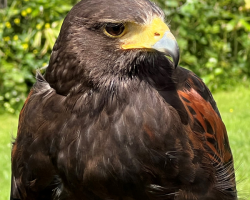 Dakota the Bald Eagle and birds of prey Donation