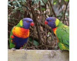 Lorikeet Donation