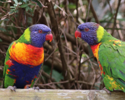 Lorikeet Donation