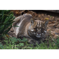 Adopt a Golden Cat