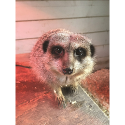 Adopt our Mob of Slender-Tailed Meerkats for 1 year