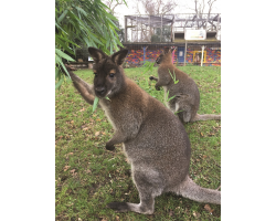 Adopt our Court of Red-Necked Wallabies for 1 year