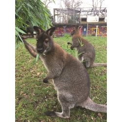 Adopt our Court of Red-Necked Wallabies for 1 year