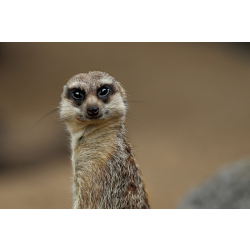 Adopt a Meercat