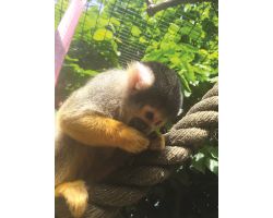 Adopt our Troop Bolivian Squirrel Monkeys for 1 year