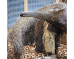 Giant Anteater Adoption