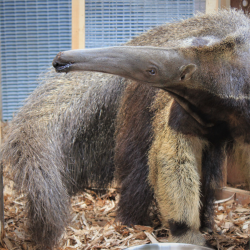 Giant Anteater Adoption