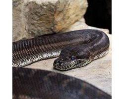 Carpet python - Intan