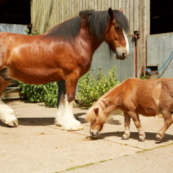 Pony Donation £20.00