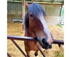 Pony Donation £10.00