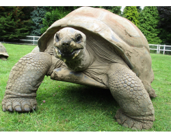 Aldabra giant tortoise - Jude (male)