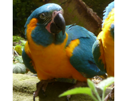 Blue throated macaw - Julietta