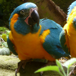 Blue throated macaw - Julietta